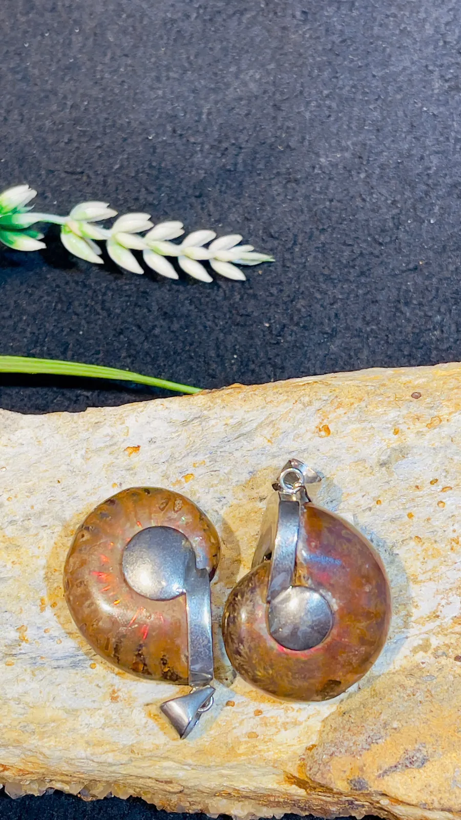 Ốc hóa thạch đeo cổ nhỏ K084